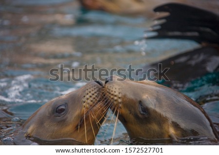 California sea lion, Zalophus californianus, Sea of Cortez, Los Islotes, Baja California Sur, Mexico