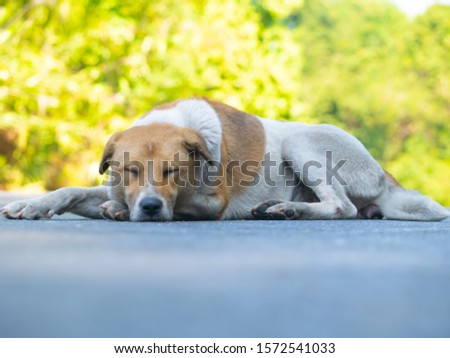 beautiful dog posing on the road