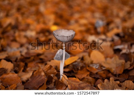 Macro picture of wild mushrooms in forest