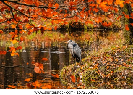 Colorful picture with heron in autumn forest