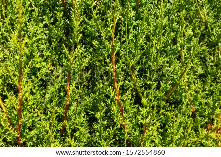 Thick greens thuja. Background. Space for text.