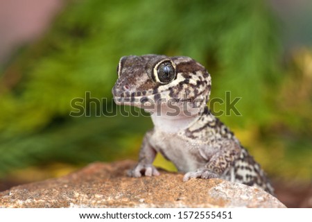 Paroedura picta a little lizard