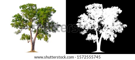 isolated mango tree on white background with clipping path and alpha channel 