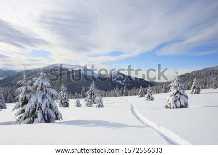 Beautiful mountain scenery. Winter landscape with trees in the snowdrifts, the lawn covered by snow with the foot path. New Year and Christmas concept with snowy background.