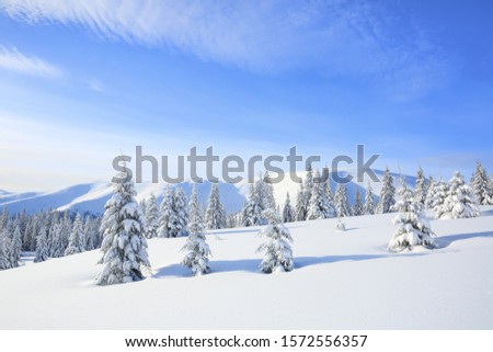 Majestic winter scenery. On the lawn covered with snow the spruce trees are standing poured with snowflakes in frosty day. Beautiful landscape of high mountains and forests. Wallpaper background.