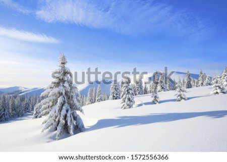 Landscape winter woodland in cold sunny day. Spruce trees covered with white snow. Wallpaper background. Location place Carpathian, Ukraine, Europe.