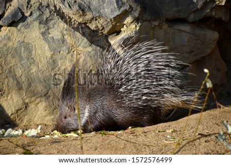 Indian crested porcupine (Hystrix indica) eats food