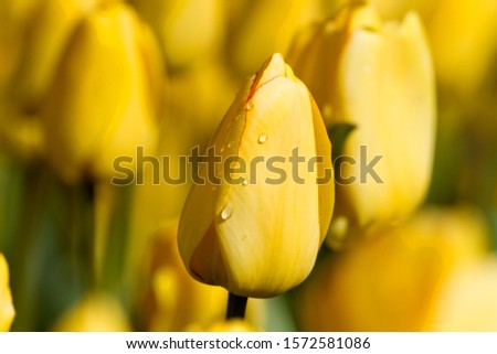 Beautiful tulips, Chicago, Illinois, USA.