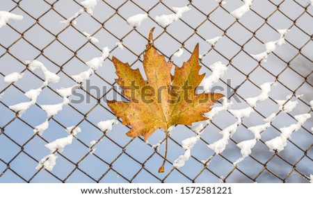 Autumn leaf on a metal grid with snow on a sky background