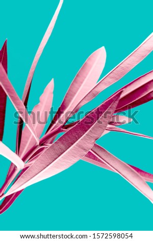 Pink tropical plant leaves close up isolated on turquoise background. High contrast creative nature photography.