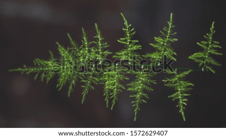 a close up of a tree branch