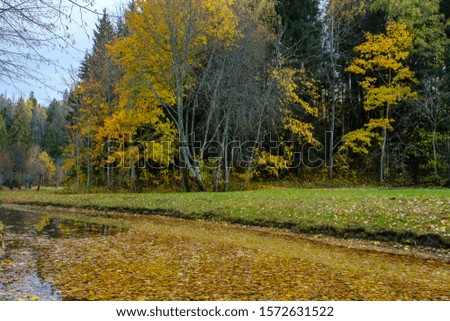 Fallen yellow foliage on the surface of the water in the park in Autumn.