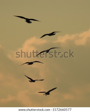 Flock of birds on a line