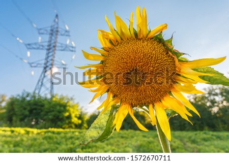 Close-up of blooming yellow sunflower on meadow with trees and power transmission tower at backgorund on sunny day. Harvest and summer concept