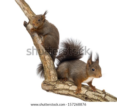 Two Red squirrels climbing on a branch, isolated on white