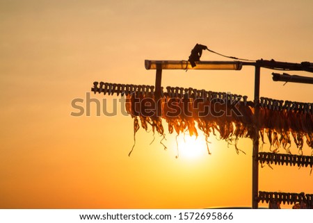 Dried squid hanging on the panel Hang and clamp in long rows on the railing. Snack Sold in the evening Which the light from the sun shines into a golden glow Beautiful natural light background.