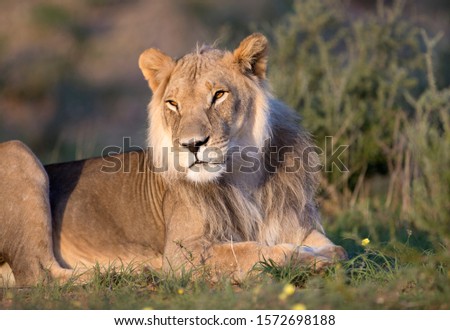 African lion (Panthera leo) - Male, Kgalagadi Transfrontier Park, Kalahari desert, South Africa.