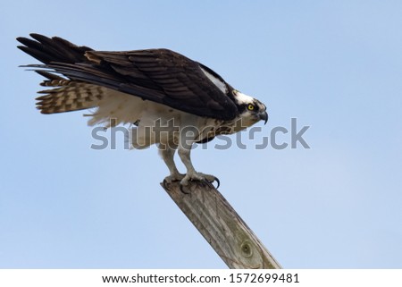 A female Osprey on a perch.