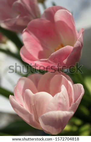 Tulip pink tender spring flowers