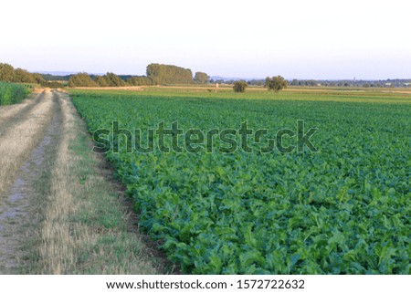 track near green field agriculture