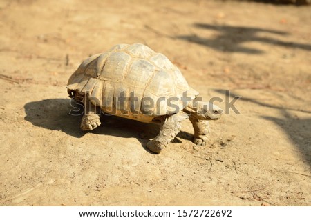 Elongated tortoise in the nature, Indotestudo elongata ,Tortoise sunbathe on ground with his protective shell ,Tortoise from South and Southeast Asia, High yellow Tortoise.
