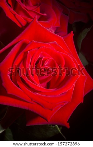 Red Roses with Black Background