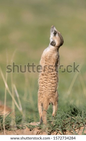 Suricate (Suricata suricatta), alert to the possible attack of a predator. Kgalagadi Transfrontier Park, South Africa.