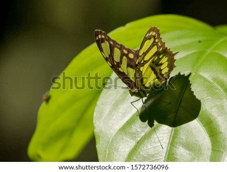 A green butterfly on a green leaf