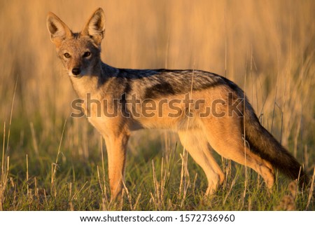 Black-backed Jackal (Canis mesomelas), Kgalagadi Transfrontier Park, Kalahari desert, South Africa/Botswana.