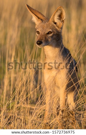 Black-backed Jackal (Canis mesomelas), Kgalagadi Transfrontier Park, Kalahari desert, South Africa/Botswana.