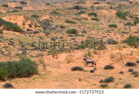 Gemsbok (Oryx gazella), in the red sandune, Kieliekrankie Wilderness Camp, Kgalagadi Transfrontier Park, Kalahari desert, South Africa.