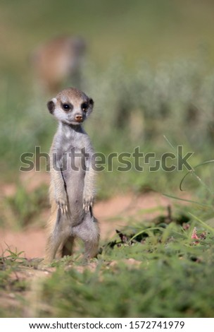 Suricate (Suricata suricatta) - young, Kgalagadi Transfrontier Park, Kalahari desert, South Africa.