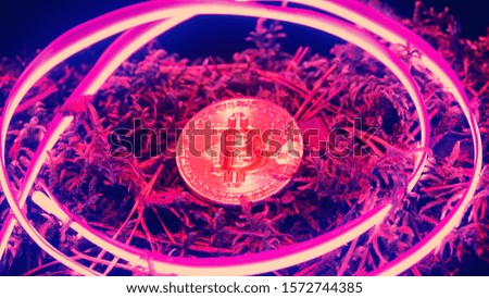 Bitcoin currency in neon light. Growth of mining farm of wild bitcoins.