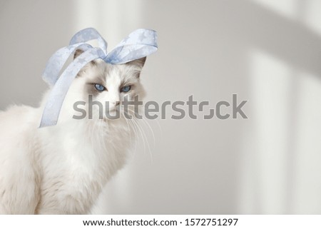 Self satisfied ragdoll cat with a blue ribbon