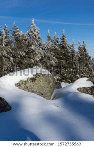 Winter landscape of Vitosha Mountain with trees covered with snow, Sofia City Region, Bulgaria