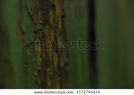 Texture of lichen on a wall