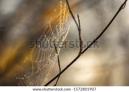 Close-up of a spider on a wet web in autumn afternoon