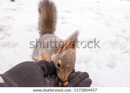 The squirrel sits on snow in the winter and eats nuts from a hand. Squirrel taking hazelnut from human hand. Close up photo in winter time on snow background. Eurasian red squirrel, Sciurus vulgaris