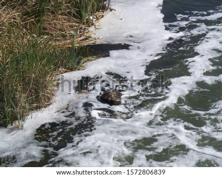 Sun bathing turtles  down stream