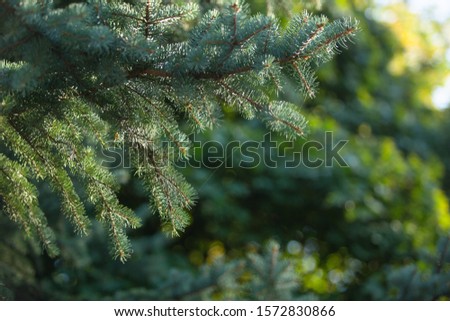 Natural green christmas tree in summer forest background