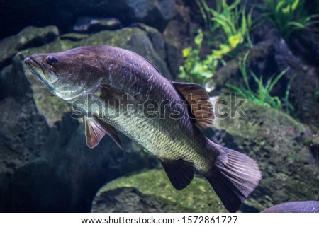 Large Barramundi Swims in water shot from underneath with a natural background of rocks and weed Royalty-Free Stock Photo #1572861727