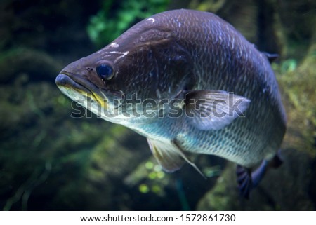 Large Barramundi Swims in water shot from underneath with a natural background of rocks and weed Royalty-Free Stock Photo #1572861730