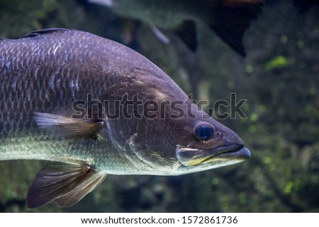 Large Barramundi Swims in water shot from underneath with a natural background of rocks and weed Royalty-Free Stock Photo #1572861736