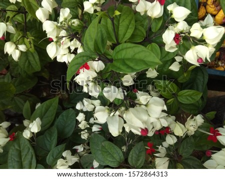 beautiful white and red flowers with green leaves closeup images