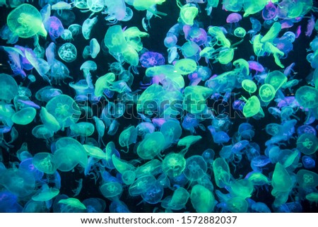 Colorful luminescent jellyfish in an aquarium tank
