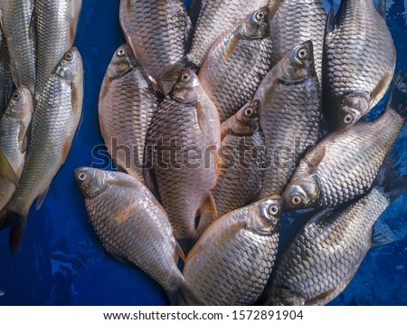 Prussian carp, silver Prussian carp or Gibel carp, Carassius gibelio, group of tilapia fishes, a harmful invasive species