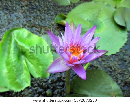A beautiful lotus flower blooming with bee image was taken during in the morning time.