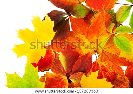 background from autumn multi colored leaves isolated on the white