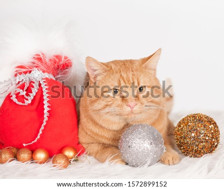 Wonderful ginger cat, has yellow eyes, tree toys balls . New Year holiday card. Winter Christmas background.