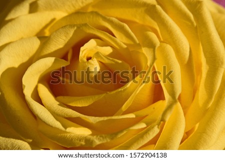 beautiful colorful rose close up